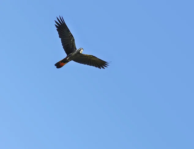 Glider House — black-cockatoo1