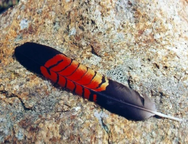Glider House — black-cockatoo2