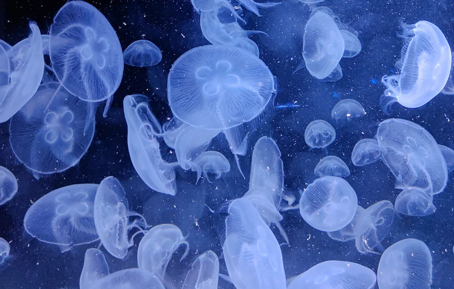 Moon jellyfish drifting