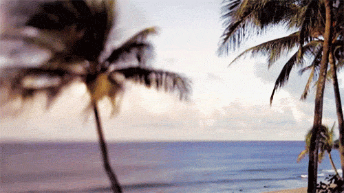 Palm trees by the coast